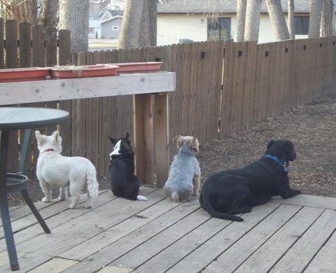 Fourdogs.jpg