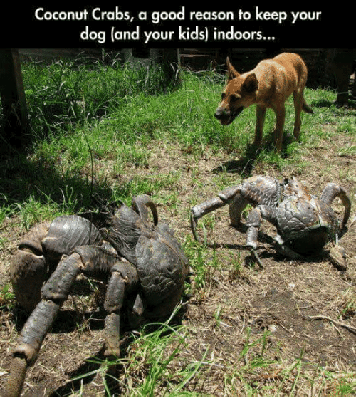 coconut-crabs-a-good-reason-to-keep-your-dog-and-4595904.png