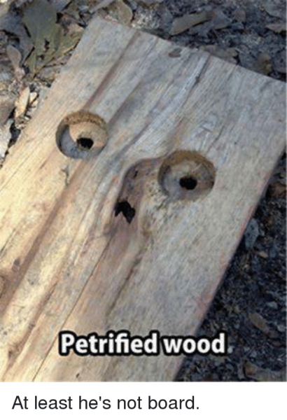 petrified-wood-at-least-hes-not-board-7198616.png