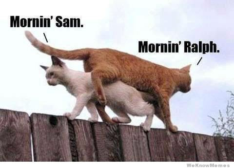 morning-sam-morning-ralph.jpg