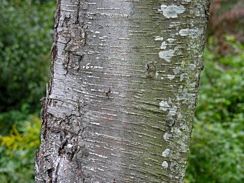 Black birch.jpg