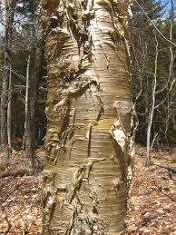Yellow birch.jpg