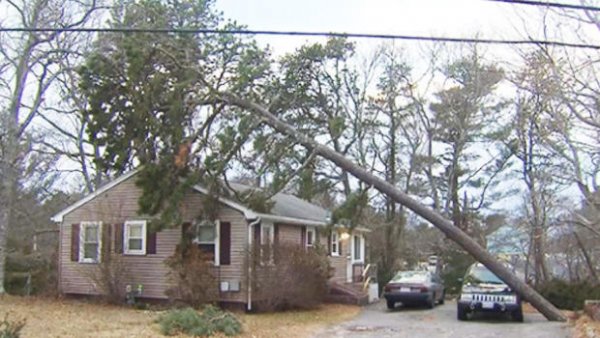 tree-jeeep-3.jpg