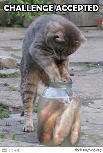 bbebb1fb3456ce4eb46f559f88ffa094--funny-animals-funny-cats.jpg