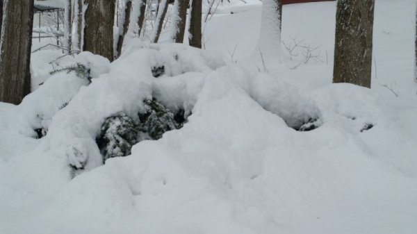 Shrub evergreen in back under snow.jpg