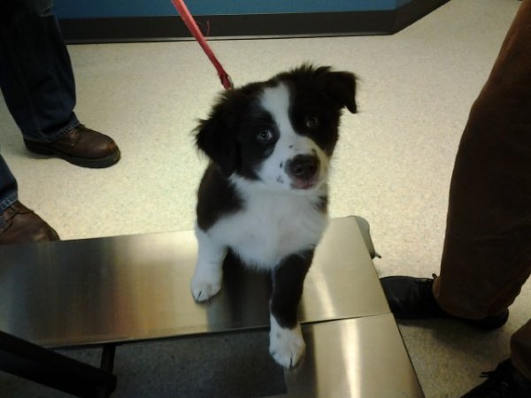 Piper under the table vet.jpg