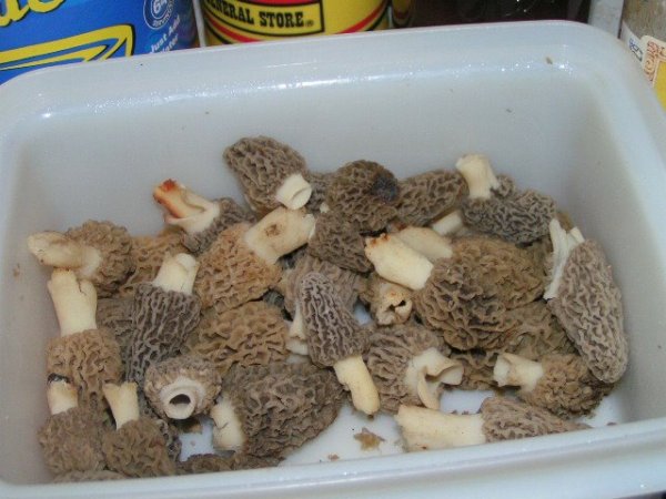 grey yellow morels 40512.jpg