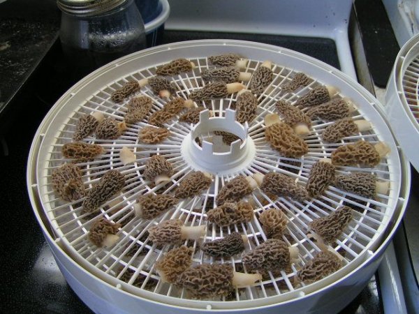 morels in dehydrator tray 40512.jpg