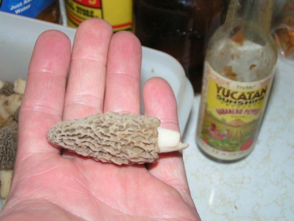 small yellow morel 40512.jpg