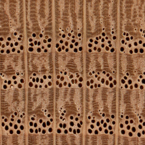 red-oak-endgrain-zoom.jpg