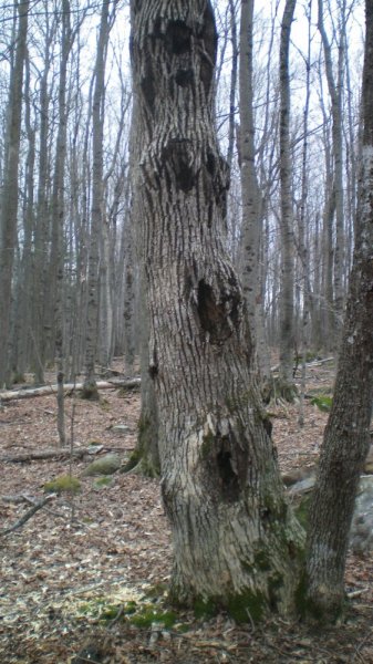 100_0011.JPG