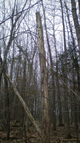 100_0013.JPG
