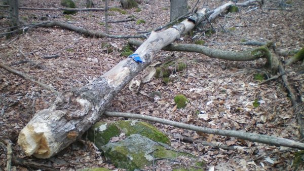 100_0008.JPG