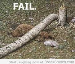 Beaver fail.jpg