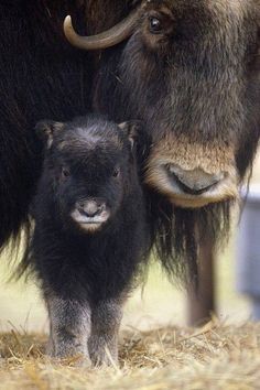 f485b8530dbc2b89d5d75b3955c5db5b--water-buffalo-the-buffalo.jpg