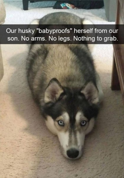 4974c15c8f0114d64c23f14f8b5d56bd--husky-funny-husky-meme.jpg