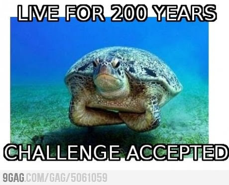 disappointed turtle meme