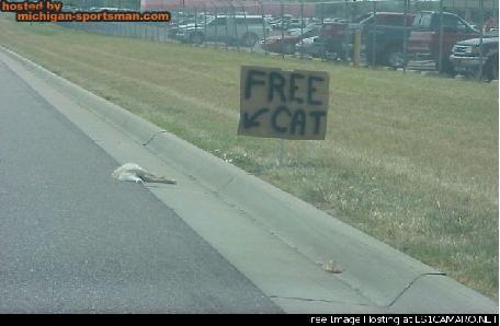 Free cat.jpg