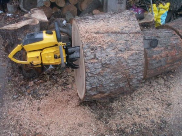 mac 125C dec 2013 31 inch white oak huge spikes.jpg