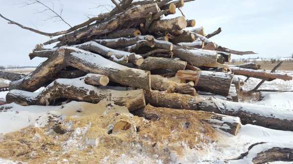 wood pile.jpg