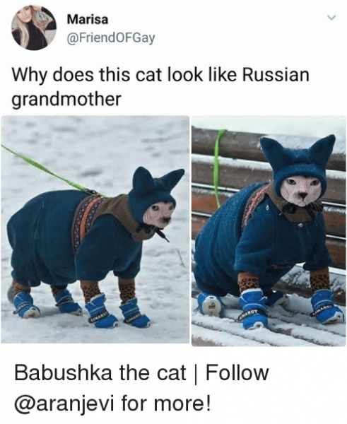 marisa-friendofgay-why-does-this-cat-look-like-russian-grandmother-29372102.png