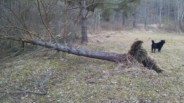 Pine-down.jpg