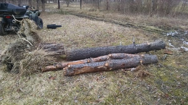 pine-1.jpg