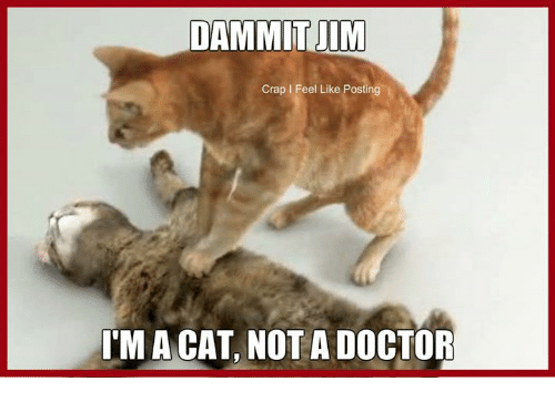 dammit-jim-crap-l-feel-like-posting-im-a-cat-10639358.png