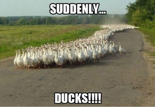 suddenly_ducks.jpg