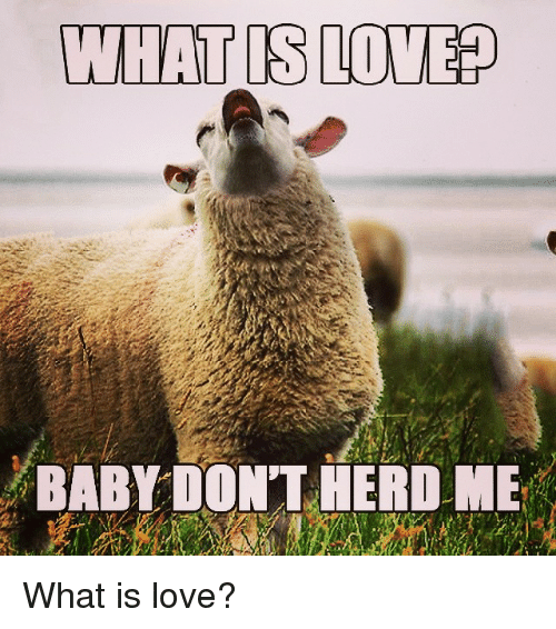 what-is-love-baby-dont-herd-me-what-is-love-26100542.png