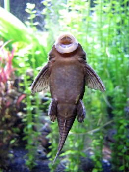 suckerfish_by_teh_pandacoon-d35gejl.jpg