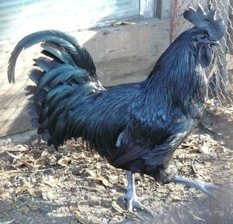 ayam-cemani-chicken.jpg