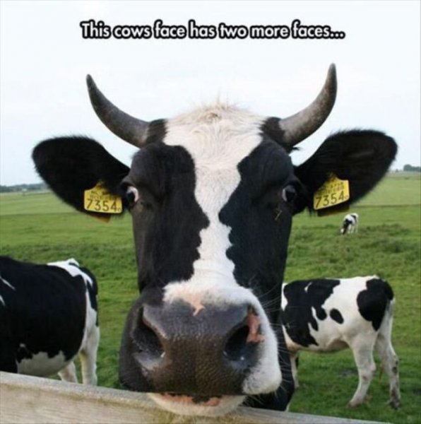 Cow-Memes-19.jpg