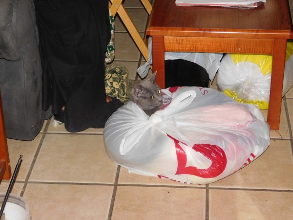 Phoebe in yarn bag.JPG