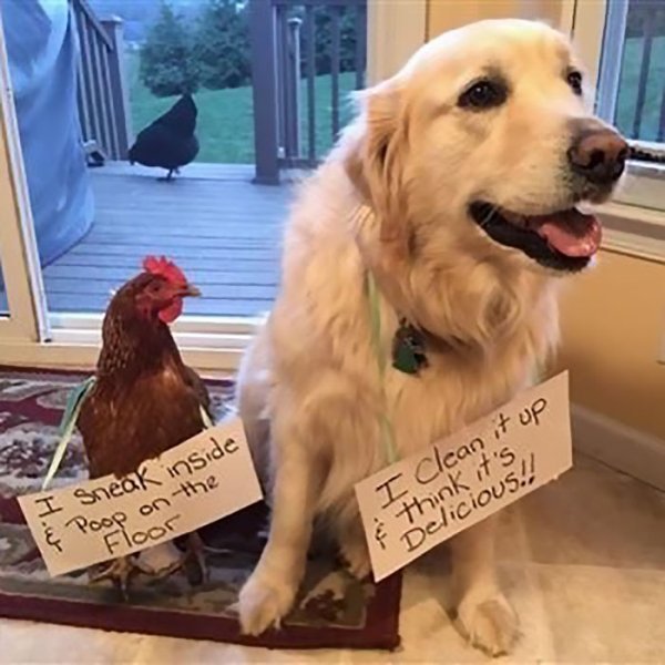 chicken-crimes-deserve-chicken-shames-30-photos-15.jpg