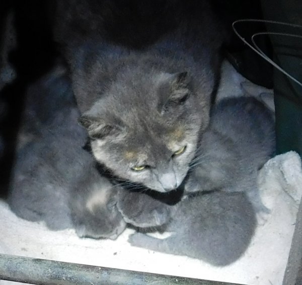 22 May 2018 2 Mama cat- kittens.JPG