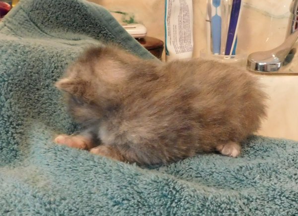 23 May 2018 2 kitten w- blaze.JPG