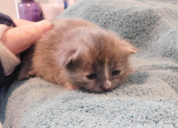 23 May 2018 kitten w- blaze.JPG