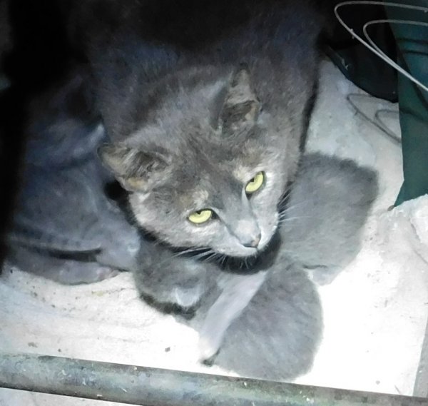 22 May 2018 Mama cat- kittens.JPG