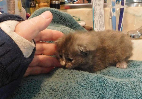 23 May 2018 3 kitten w- blaze.JPG