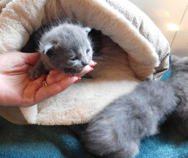 26 May 2018 kittens 3.JPG