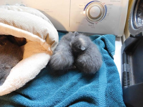 26 May 2018 kittens 4.JPG