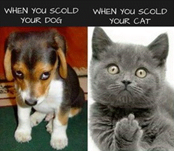 Cat & Dog Misbehavin'.gif