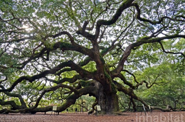Angel-Oak-lead.jpg