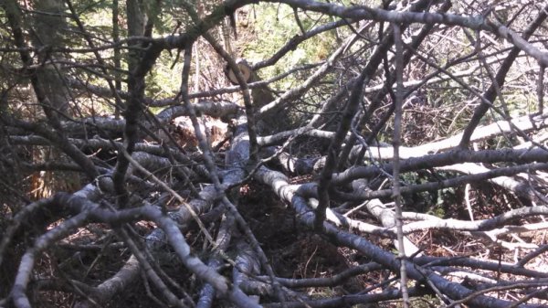 IMG_20140423_143343_588[1].jpg