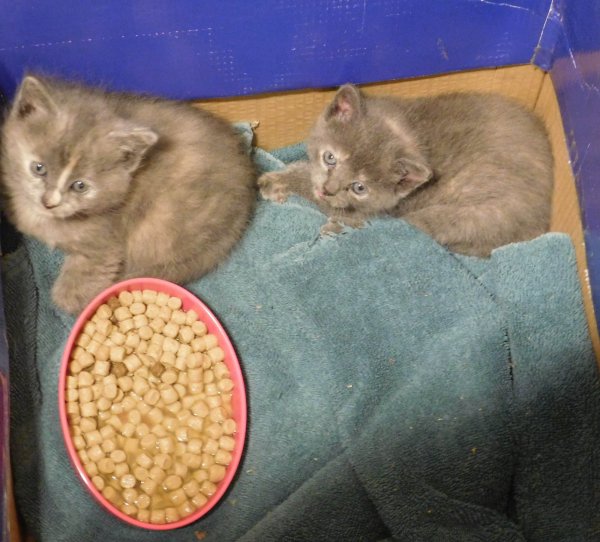 9 June 2018 Kitten 4 weeks in house.JPG