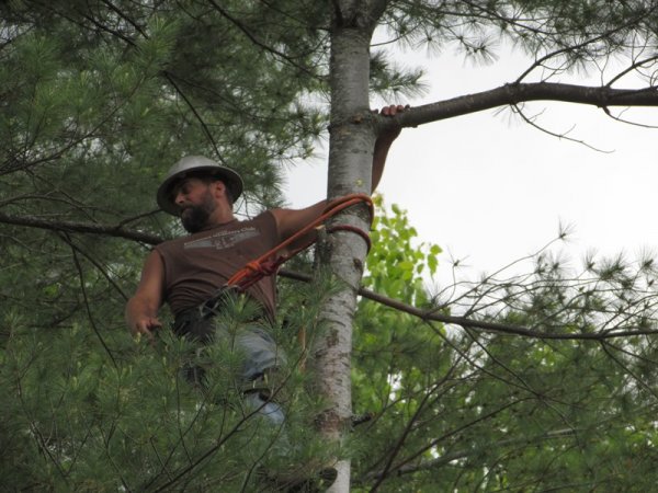 Scotty tree - 5 close.jpg