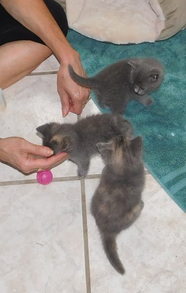 10 June 2018 3 kittens in house.JPG