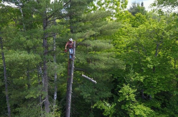 scotty and falling limb.JPG