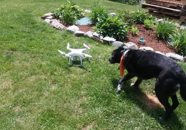 puppyu and drone.JPG